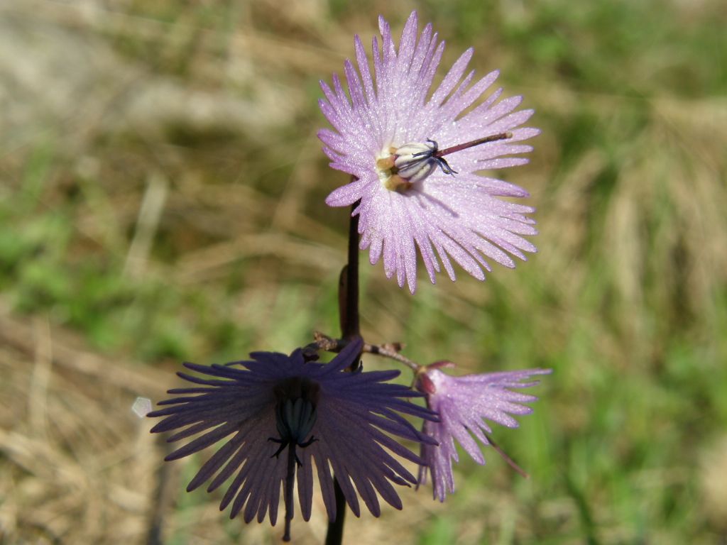 Soldanella alpina